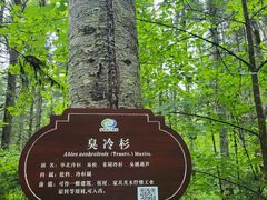 -汤旺河林海奇石景区