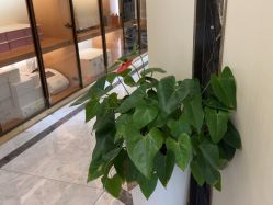 -雅曼妮spa美容养生