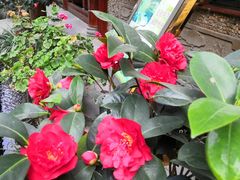 -华冠悠岚·庭院餐厅(青城后山店)