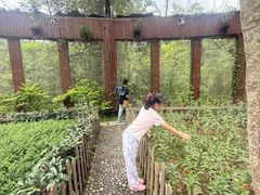 -野象谷景区
