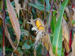 android_upload_pic-北京东方普罗旺斯薰衣草庄园