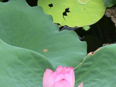 -荔湾湖公园