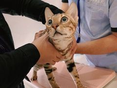 -立德动物医院·24小时中心(番禺区院区)