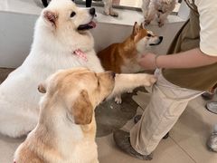 -共舞时光猫咖·狗咖(新街口店)