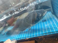 -浔味·山屿湖·正宗淳牌全鱼宴老字号