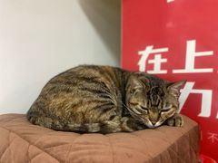 -阿勇面馆(东书房路店)