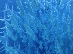 -哈尔滨波塞冬海底世界