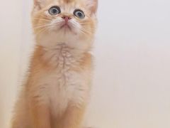 -十年猫舍·猫咪专门店(普陀店)