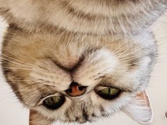 -平行世界·猫咖(首经贸店)