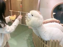 -藦茜花园宠物主题亲子互动体验馆(国顺东路店)