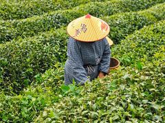-野蔓果·山野菜(西湖景区·龙井茶田店)