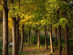 -昆山城市生态森林公园
