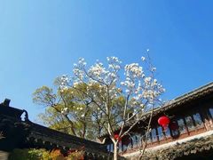 -上海醉白池公园