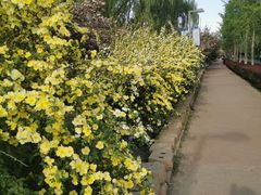 -大兴滨河森林公园