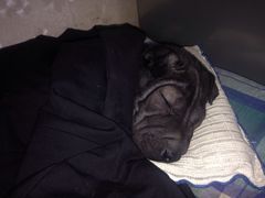 iphone_upload_pic-康乐宝动物医院