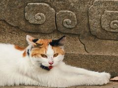 -西安大兴善寺