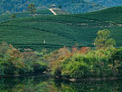 -龙坞茶村