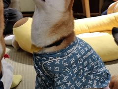 -逗柴咖啡屋·狗咖猫咖宠物桌游