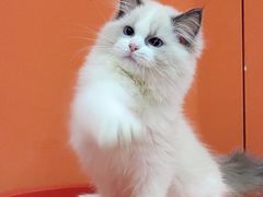 -三花喵·撸猫购宠·宠物生活馆(虹桥南丰城店)