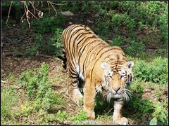 -西安秦岭野生动物园