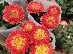 -双季花艺园艺市场(浦东店)