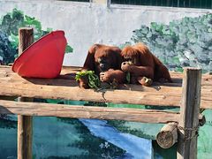 -西霞口神雕山野生动物世界