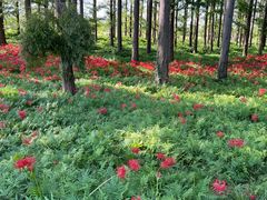 -黄海国家森林公园