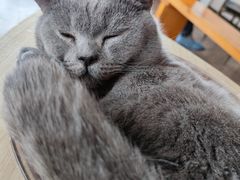 -蓝鲸·缅因猫舍