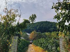 -北马山庄植趣咖啡
