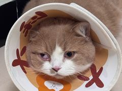 -宠物星动物医院·眼科·异宠·猫科(江南大道总院)