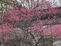 -八大山人梅湖景区