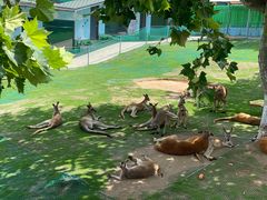 -西霞口神雕山野生动物世界