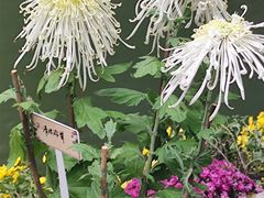 -杭州植物园