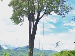-大树秋千