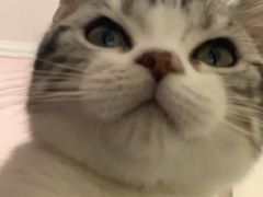 -袖虎·猫馆(体育西路店)
