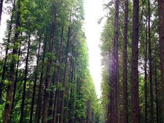 -黄海国家森林公园