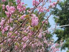 -观澜湖生态运动公社