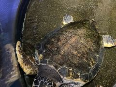 -青岛海底世界-水族馆