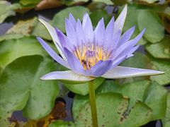 -中国科学院华南植物园