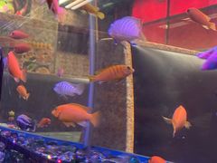 -新辉港式茶餐厅(北栅店)