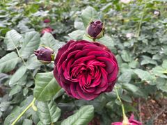 -人民公园(罗湖区)