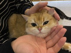-猫域·湾主题猫咖·宠物吧(南坪城市广场店)