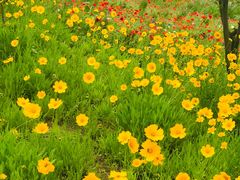 -洨河生态公园