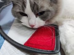 -芭比堂宠物医院·全科爱猫医院·仁德分院