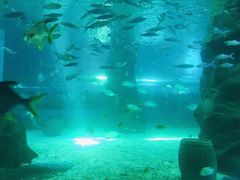 -北戴河圣蓝海洋公园