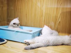 -屋虎猫馆(宝安大仟里店)