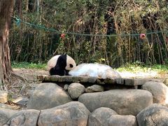 -广州长隆野生动物世界