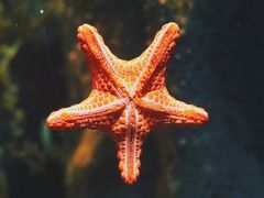 -悉尼海洋生物水族馆