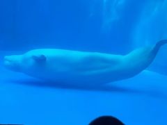 -海合安成都极地海洋公园