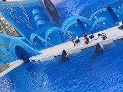 -上海海昌海洋公园